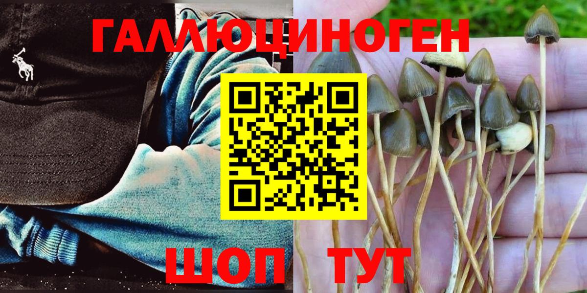 Всеволожск  Псилоцибиновые грибы мицелий  где найти   Вход с VPN 